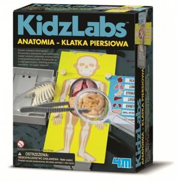 4M Anatomia Klatka Piersiowa-26858