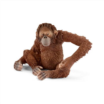 SLH 14775 Orangutan Samica-18001